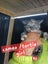 QUEEN HUNGUS full maincoon silver mackeral (dad) bengal tabby polydactyl x (mum) Carousel 7