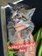 QUEEN HUNGUS full maincoon silver mackeral (dad) bengal tabby polydactyl x (mum) Carousel 3