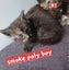 QUEEN HUNGUS full maincoon silver mackeral (dad) bengal tabby polydactyl x (mum) Carousel 6