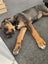 Lola - DOGWATCH dog rescue & rehoming Carousel 4