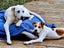 Irving (Ellie's Canine Rescue & Rehome) Carousel 4