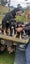 Huntaway Puppies Carousel 3