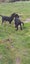 Huntaway Puppies Carousel 4