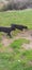 Huntaway Puppies Carousel 7