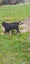 Huntaway Puppies Carousel 6