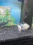 $1295 Juwel Rio 125L LED Black Aquarium & Cabinet Bulgarian Angel Fish Pair Carousel 5