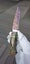 Exclusive 26cm World-Class Premium Knife Sharp Ultra Rare 1 of 1 in NZ Brand New Carousel 14
