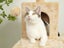 Cat Tree Tower Scratching Post Scratcher Condo House Furniture Carousel 3