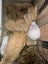 Baby Rabbits! Flemish Giant cross Carousel 3