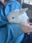 Baby Rabbits! Flemish Giant cross Carousel 4