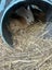 Baby Rabbits! Flemish Giant cross Carousel 6