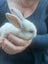 Baby Rabbits! Flemish Giant cross Carousel 7