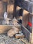 Baby Rabbits! Flemish Giant cross Carousel 8