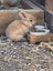 Baby Rabbits! Flemish Giant cross Carousel 9