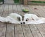 Rebel - American bulldog x - Spot Rescue Carousel 7