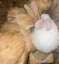 Baby Rabbits! Flemish Giant cross Carousel 5