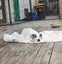 Oliver - American bulldog x - Spot Rescue Carousel 10
