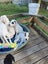 Oliver - American bulldog x - Spot Rescue Carousel 8