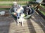 Oliver - American bulldog x - Spot Rescue Carousel 7
