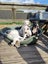 June Bug- American bulldog x - Spot Rescue Carousel 9