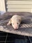 Jack Russell Puppies Carousel 5