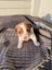 Jack Russell Puppies Carousel 7
