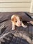 Jack Russell Puppies Carousel 3