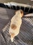 Jack Russell Puppies Carousel 8