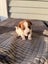 Jack Russell Puppies Carousel 9