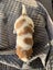 Jack Russell Puppies Carousel 10