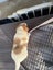 Jack Russell Puppies Carousel 4