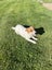 Jack Russell Puppies Carousel 11