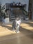 CAT RESCUE CHCH - Ready For Adoption Sparkle Socks Carousel 3