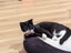CAT RESCUE CHCH - Ready For Adoption Sparkle Socks Carousel 5
