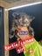 QUEEN HUNGUS full maincoon silver mackeral (dad) bengal tabby polydactyl x (mum) Carousel 12
