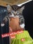 QUEEN HUNGUS full maincoon silver mackeral (dad) bengal tabby polydactyl x (mum) Carousel 11