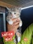 QUEEN HUNGUS full maincoon silver mackeral (dad) bengal tabby polydactyl x (mum) Carousel 10