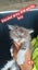 QUEEN HUNGUS full maincoon silver mackeral (dad) bengal tabby polydactyl x (mum) Carousel 8