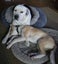 Cheese - KTown Community Animal Welfare Society Carousel 5