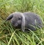 Purebred Mini lop Rabbit Babies Carousel 1