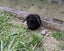 Purebred Mini lop Rabbit Babies Carousel 2