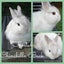 Jersey Wooly Rabbits Carousel 1