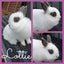Jersey Wooly Rabbits Carousel 2
