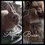 Jersey Wooly Rabbits Carousel 6