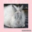 Jersey Wooly Rabbits Carousel 4