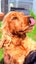 Purebred 1st Generation Spoodle Puppies Carousel 5