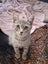 Cheko Male Desexed Grey Tabby Carousel 1