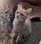 Cheko Male Desexed Grey Tabby Carousel 2