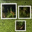 3 Square Fish Feeding Portals Carousel 1