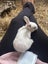 Baby Rabbits! Flemish Giant cross Carousel 10
